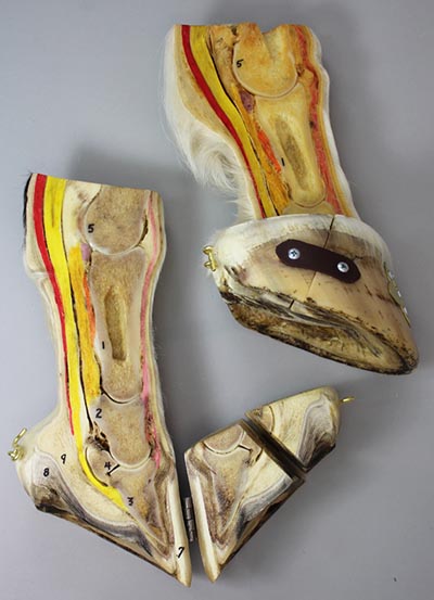 Vet Special Hinged Hoof Educator Plus model *SOLD OUT*